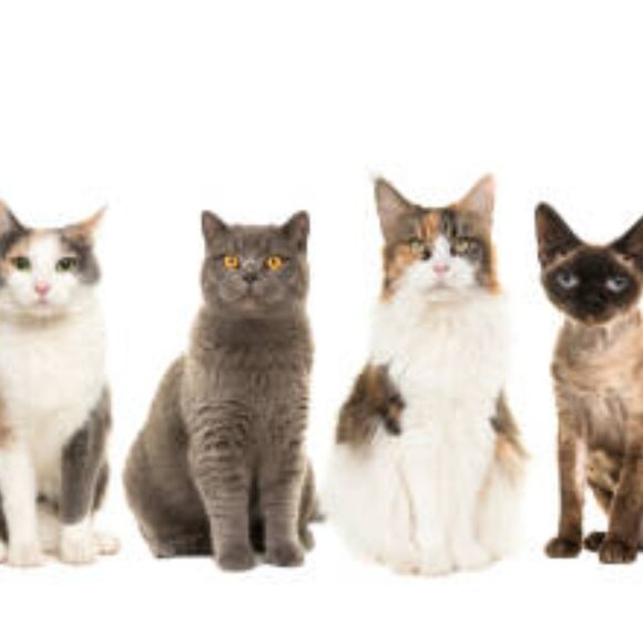 Meet your Posher - Picture 1 of 1